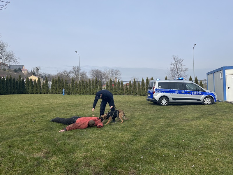 Złodziej leżący na trawie złapany przez psa policyjnego, w tle radiowóz policyjny