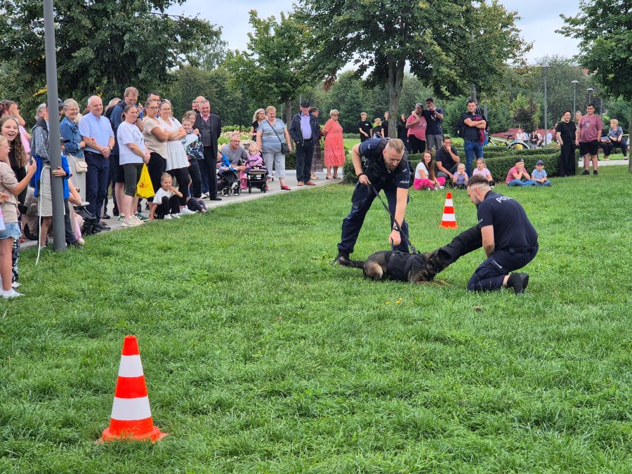 pokaz psa służbowego z Komendy Miejskiej Policji na trawie, w tle widzowie